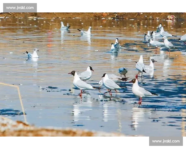 2025 石嘴山环星海湖半马鸣枪 1.6 万跑者逐梦山湖间